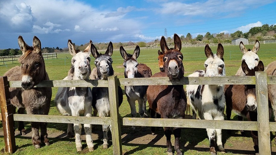 donkeys looking over a fence at Redwings Caldecott 