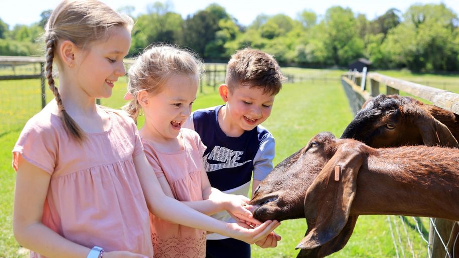 Children feeding the goats at Bocketts Farm in Surrey