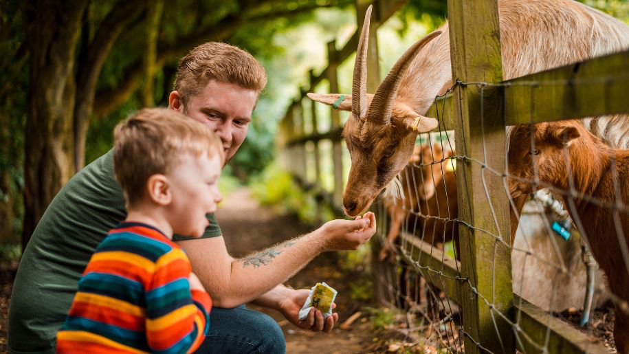 Man and young boy feeding the goats at Kent Life.