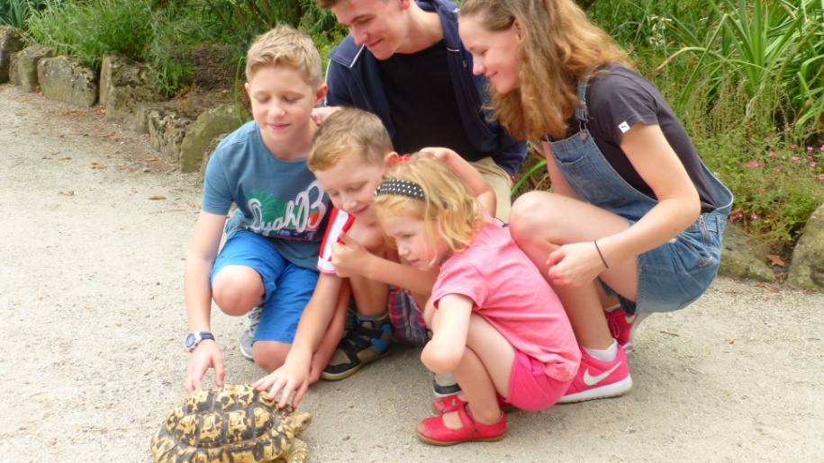 family petting tortoise