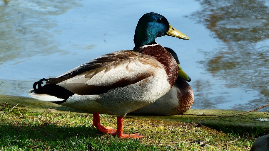 two ducks by water