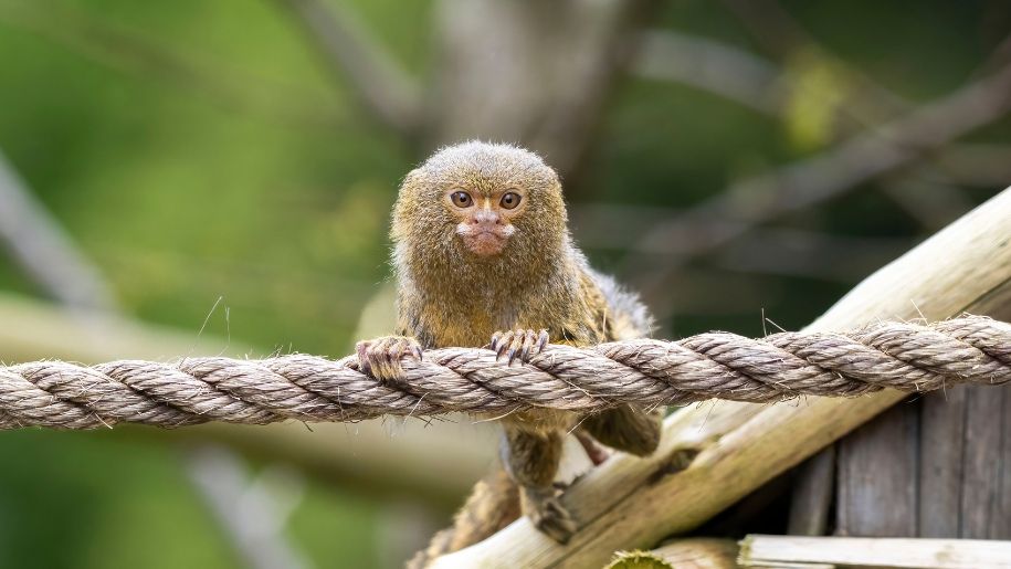 A cute small monkey on a rope at West Midlands Safari Park