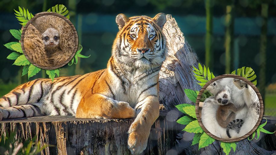 Tiger lounging on the rocks of its enclosure at Woburn Safari Park