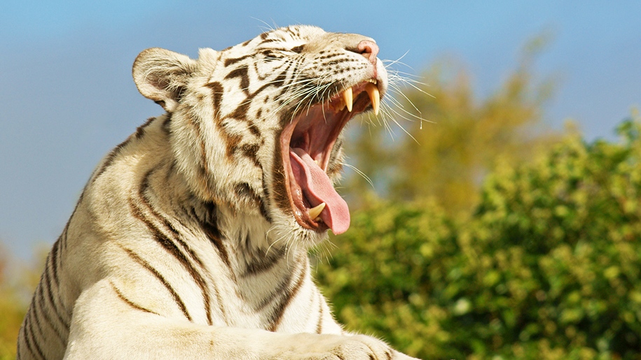 white tiger roaring