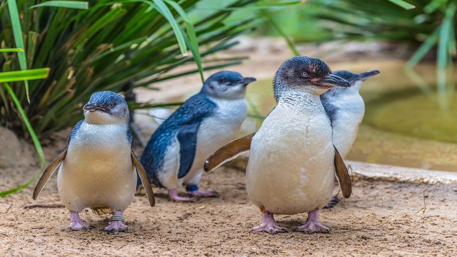 Penguins on beach