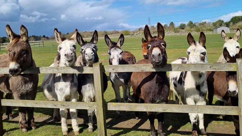 Herd of donkeys at fence