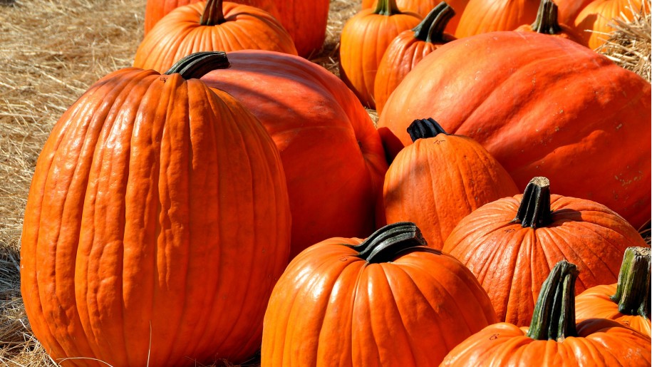 farm pumpkins