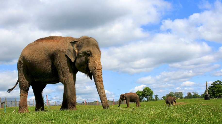 asian elephants at Woburn Safari Park