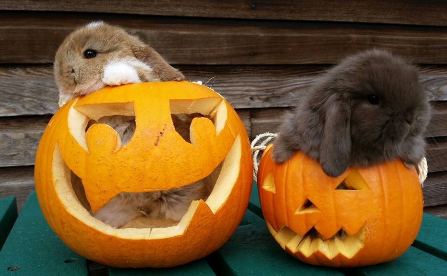 rabbits in pumpkins