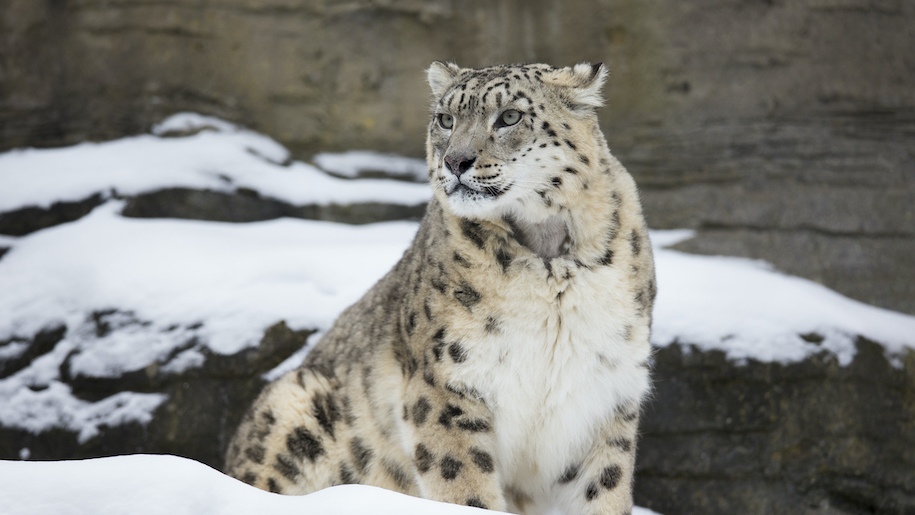 snow leopard at Marwell Zoo