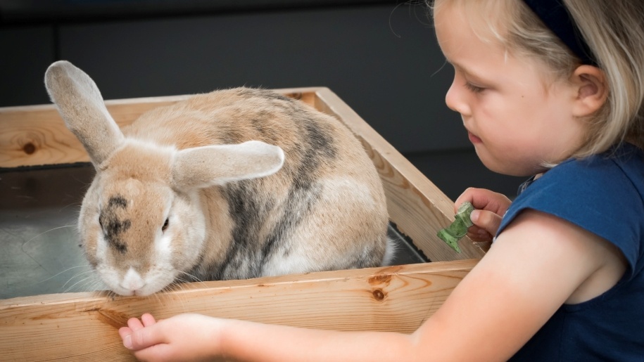Young child with rabbit at Green Dragon Eco Farm