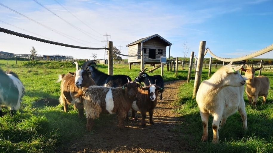 Pygmy goats at Hogshaw Farm & Wildlife Park