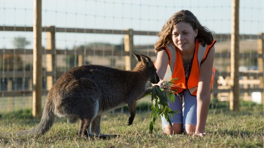 Ranger feeding wallaby at Green Dragon Eco Farm