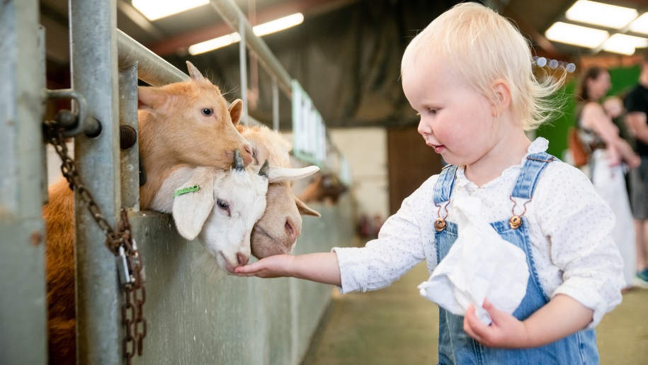 Young child hand feeding goats at Hogshaw Farm