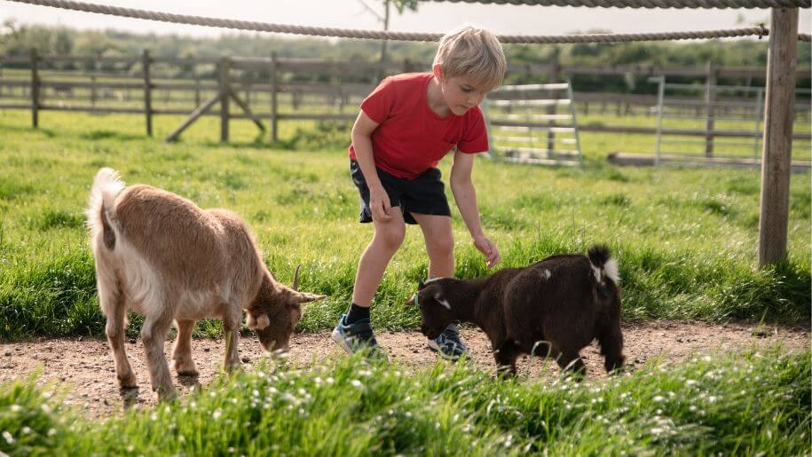 Child and two goats at Hogshaw Farm & Wildlife Park in Buckinghamshire.