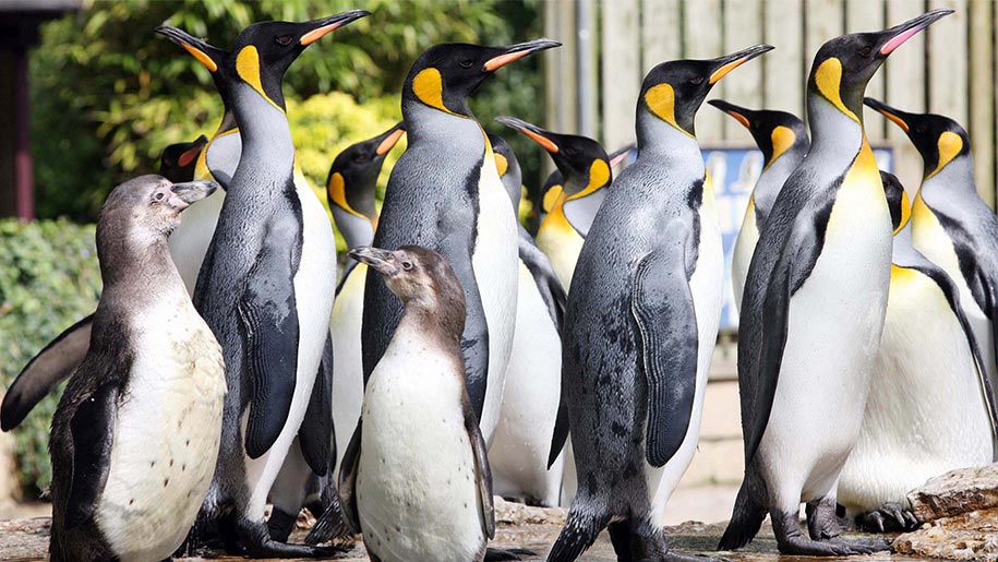 birdland penguins