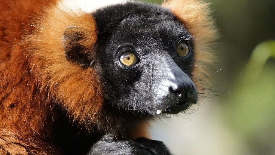 lemur