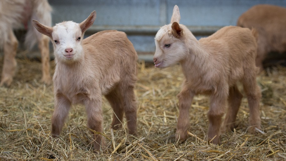 goat kids at Green Dragon Farm