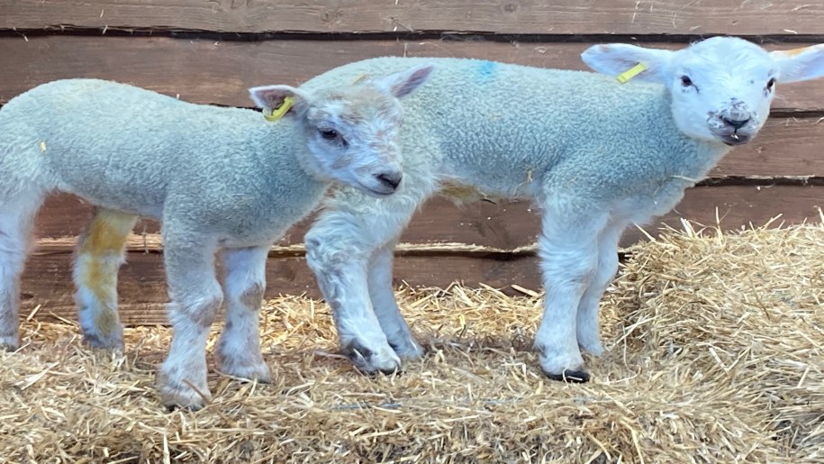 two lambs at Hop Farm
