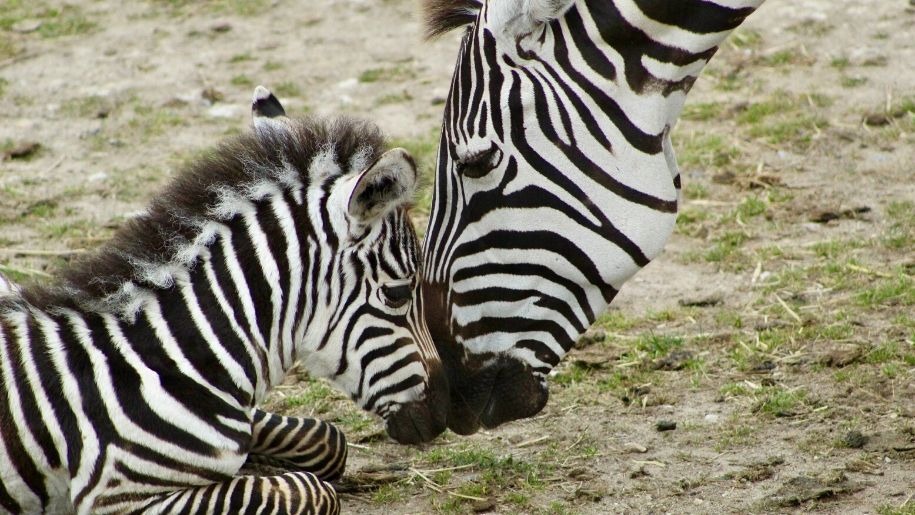 Zebra and foal at Longleat in Wiltshire.