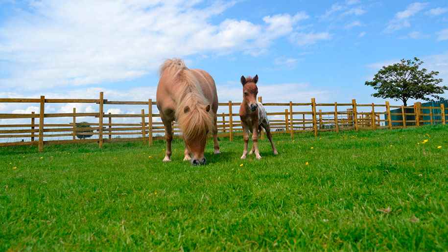 Hardy's Animal Farm Places to go Lets Go With The Children