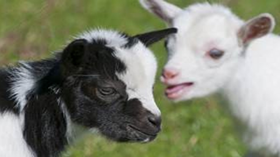 Goat kids at Hatton Adventure World.