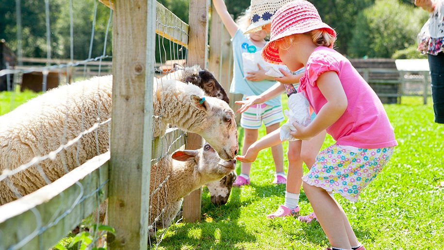 Children feeding sheep during a visit to Wellington Country Park in Berkshire.
