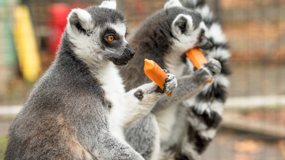 Lemurs with sweet potato