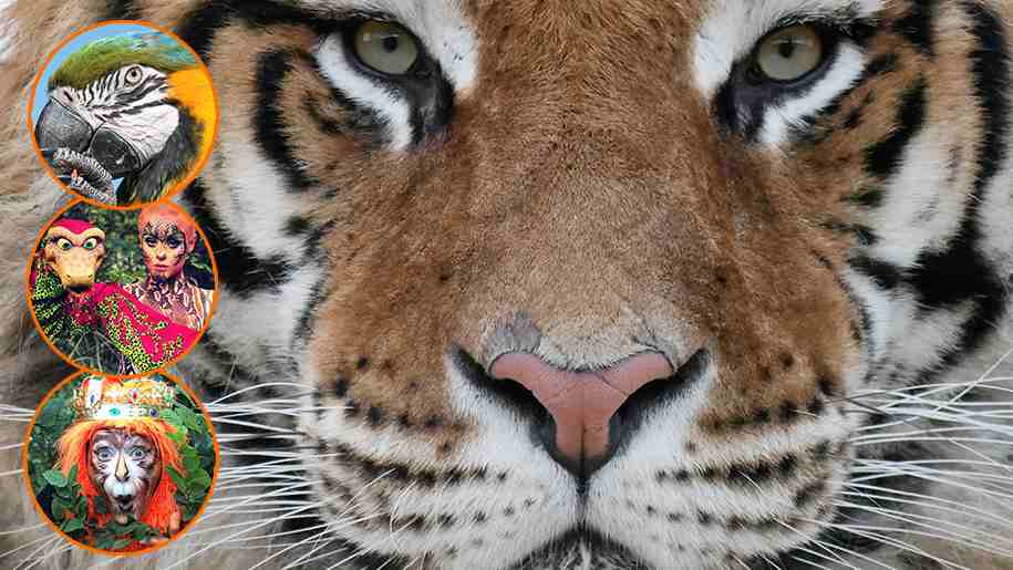 lincolnshire wildlife park, tigers