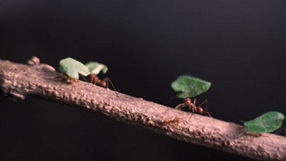 lakeland wildlife ants