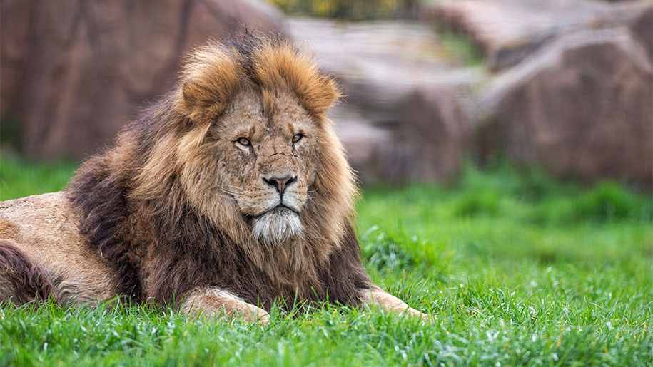 west midland safari park