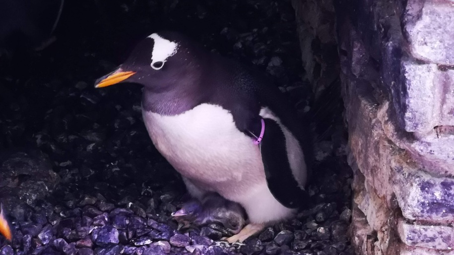 penguin in cave