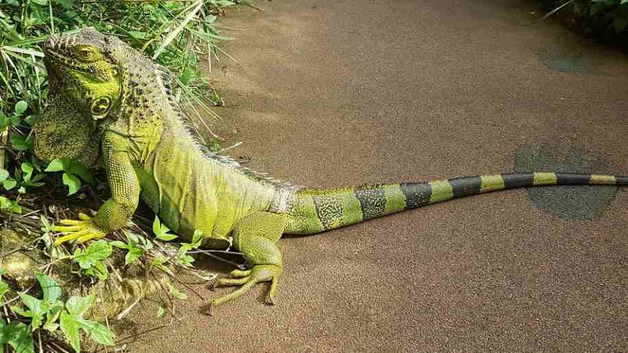stratford butterfly farm, prudence the chameleon