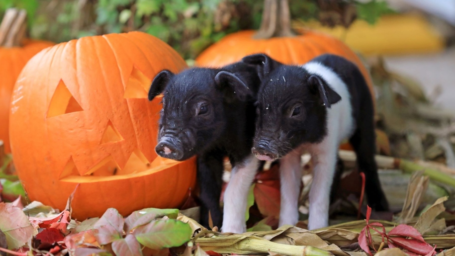 piglets