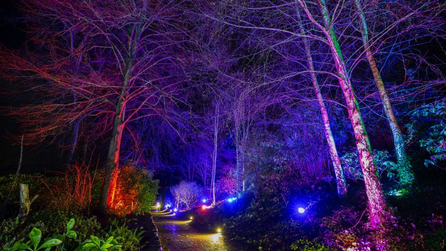 trees lit with Christmas lights at Hestercombe Gardens
