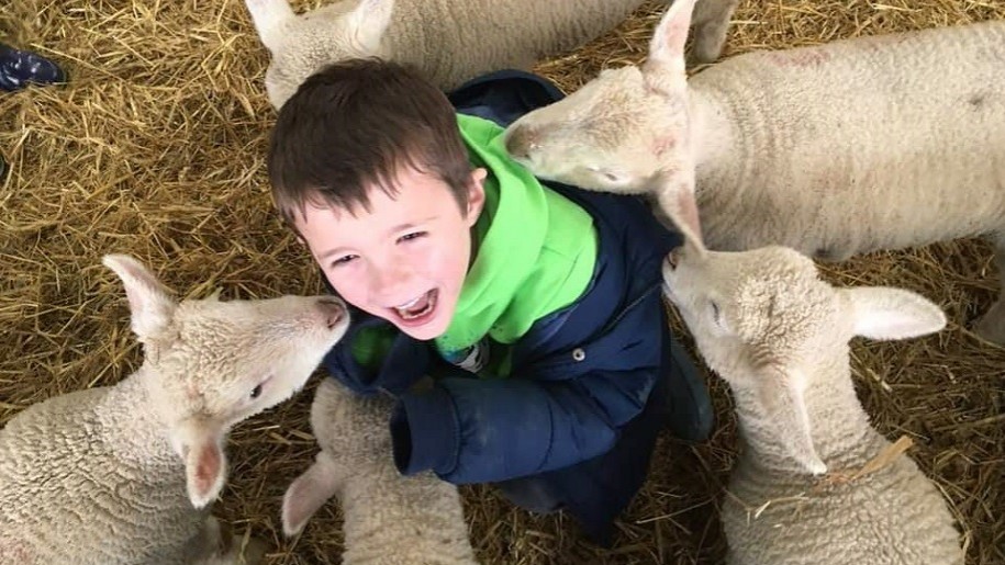 boy laughing with lambs at Roves Farm
