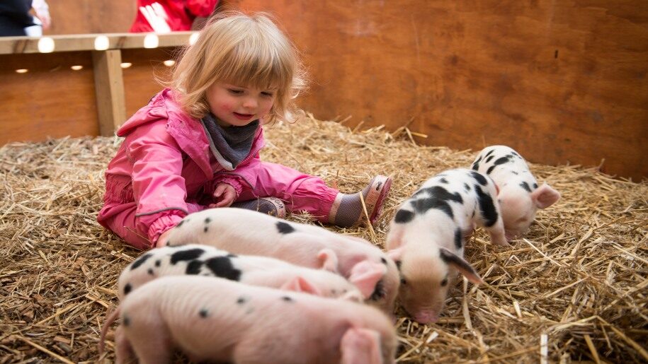 girl and piglets at Roves FArm