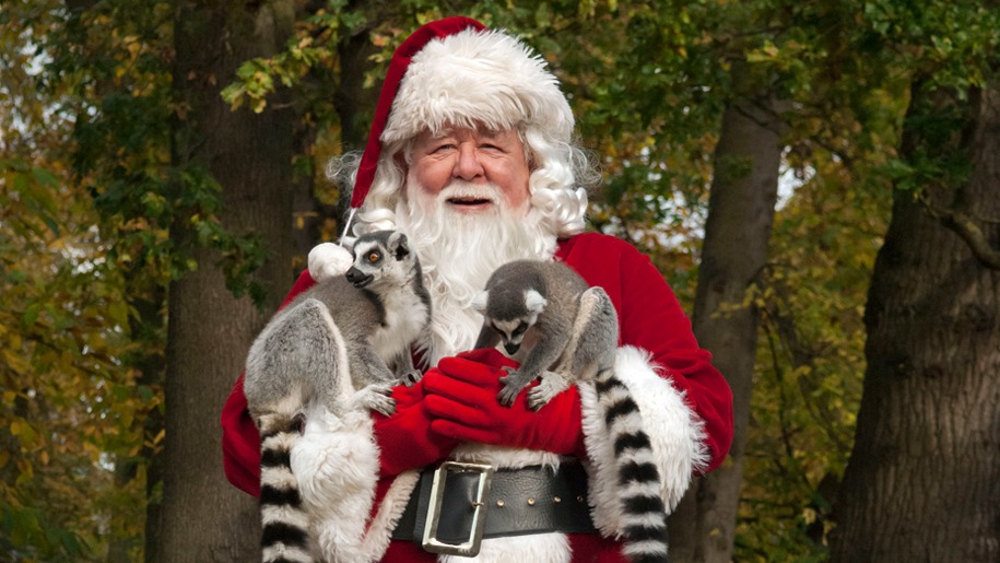 Father Christmas with two lemurs at West Midland Safari Park