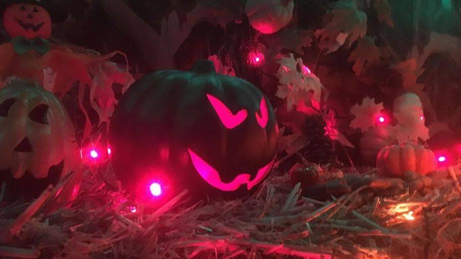 pumpkins at godstone farm