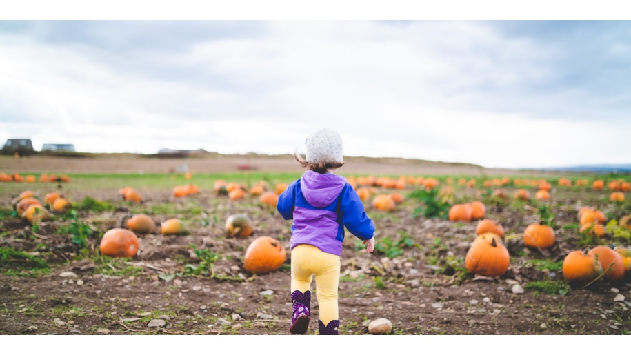 child picking pumpkins