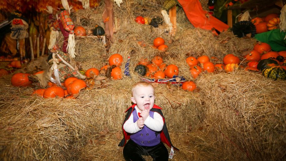 Toddler posing in a pumpkin patch at Whitehouse Farm Centre