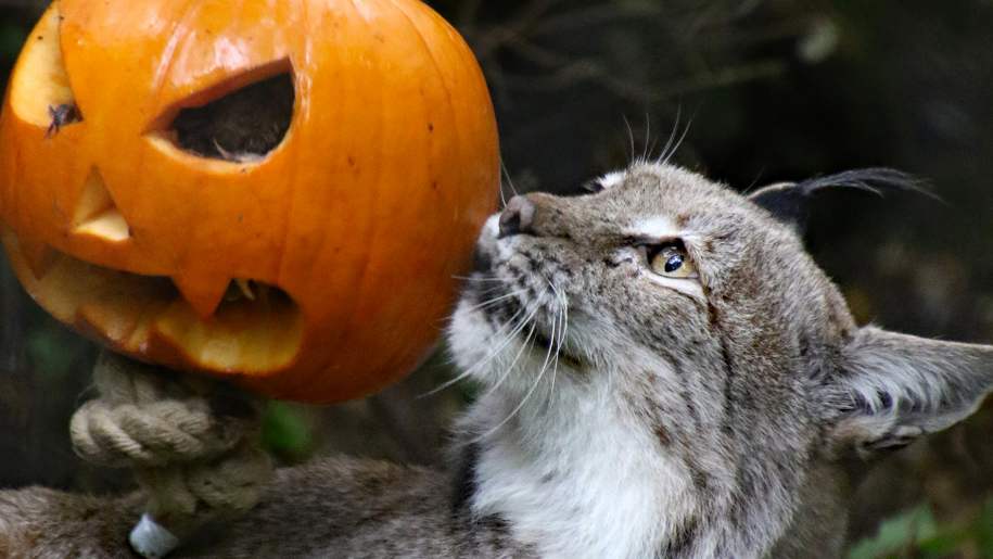 wildwood trust wild cat with pumpkin