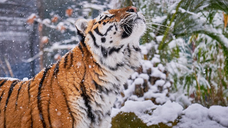 amur tiger in snow at Paradise Wildlife Park