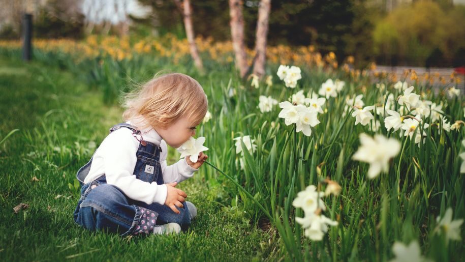 A young child sitting on the grass and smelling white daffodils.