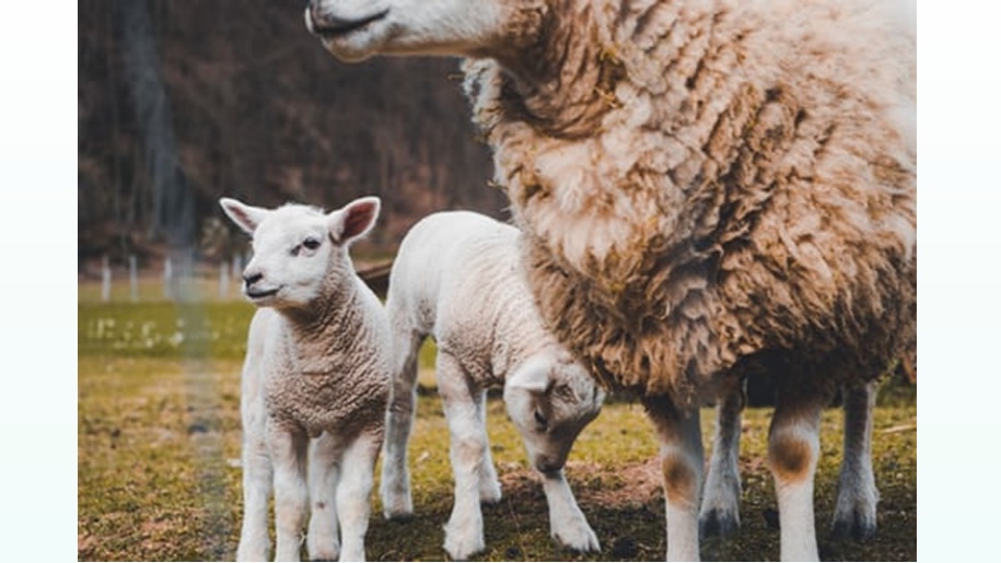 Ewe and two lambs.