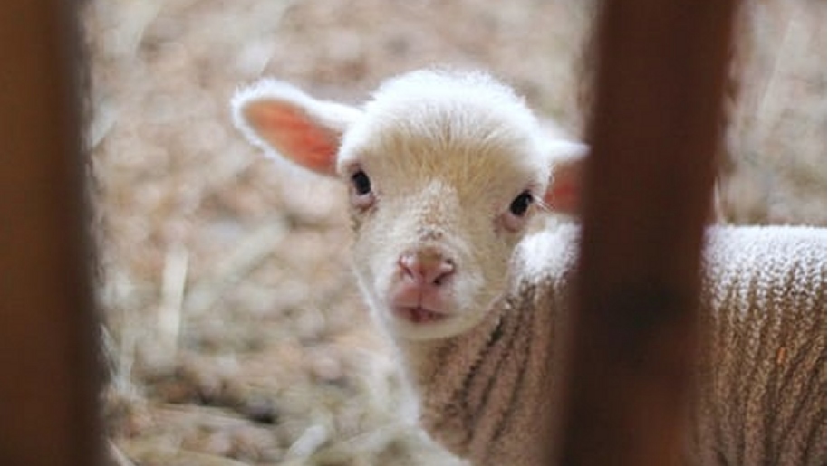 a very young lamb