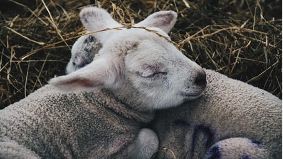 Two lambs on straw.