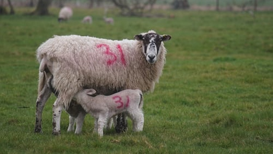 Ewe and her lambs.