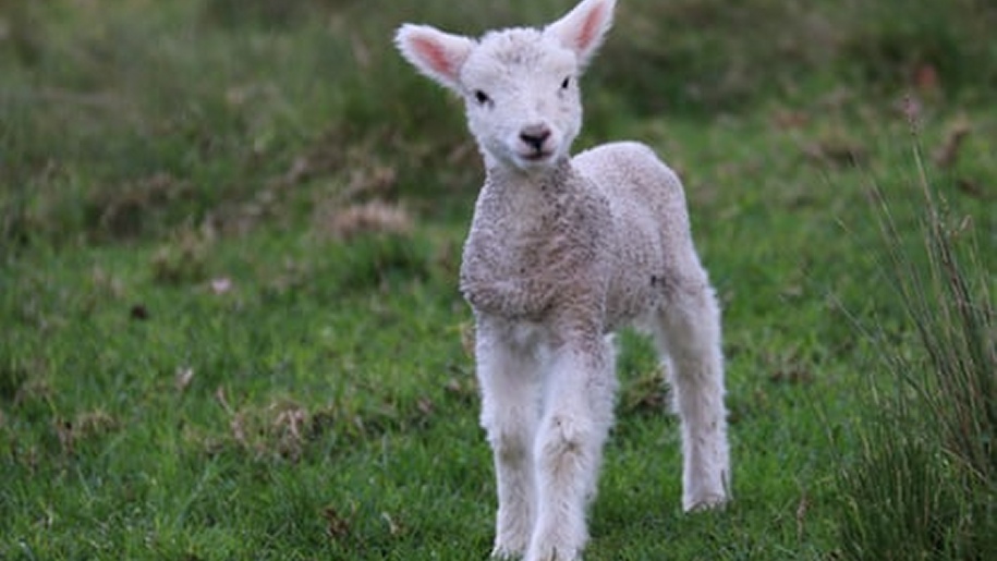 Lamb on grass.
