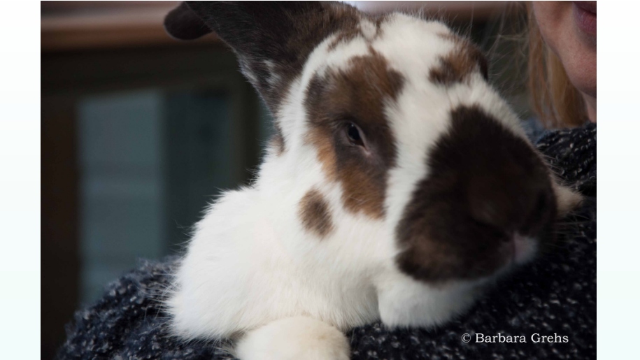 brown & white fluffy bunny